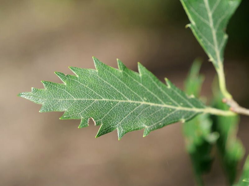 De 'Zelkova serrata Urban Ruby' kan in vijf jaar tijd tien meter hoog worden, waardoor hij snel veel CO2 kan vasthouden.