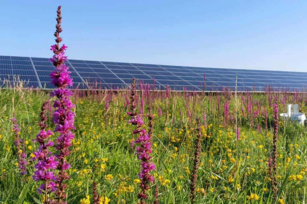 Een ecologische zone bij een zonnepark. Fotograaf Timea Kocsis 