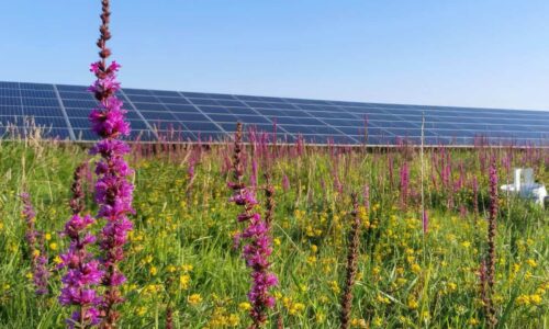 Een ecologische zone bij een zonnepark. Fotograaf Timea Kocsis 