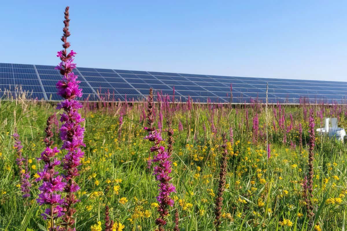 Een ecologische zone bij een zonnepark. Fotograaf Timea Kocsis 