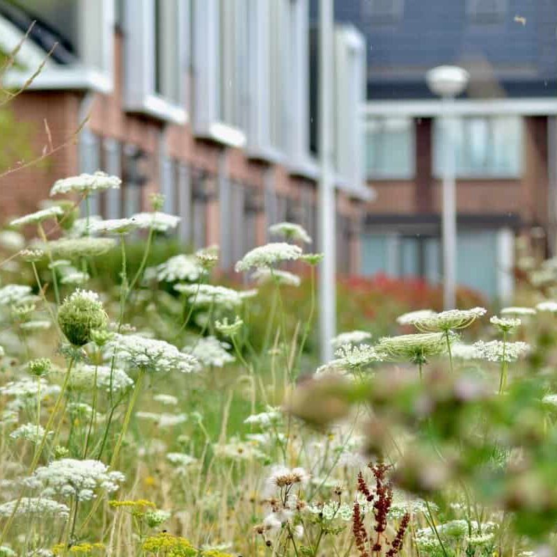 Toekomstbestendige buurten