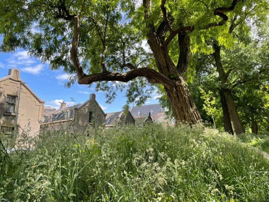 Urban Rewilding in de praktijk (foto Beau Lagarde)