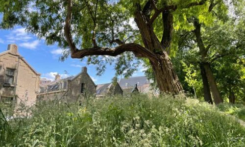Urban Rewilding in de praktijk (foto Beau Lagarde)