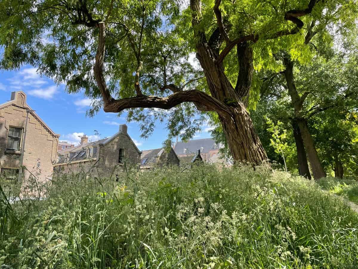 Urban Rewilding in de praktijk (foto Beau Lagarde)